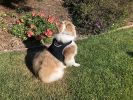 Portable Mini Pet Tracker Waterproof GSM GPS Realtime Dog/Cat Tracking Size:L